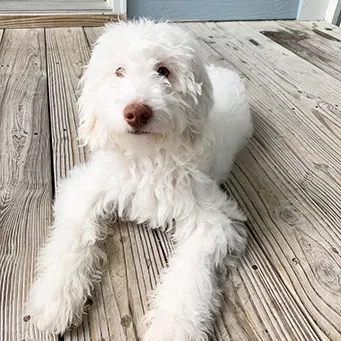 Ted, the Ehlers shop dog, lying on a wooden porch